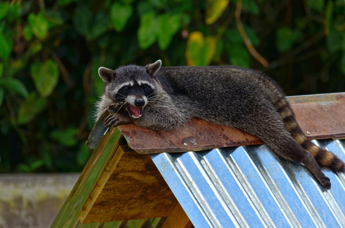 4 Warning Signs You Need to Call Raccoon Removal Services Cii Central