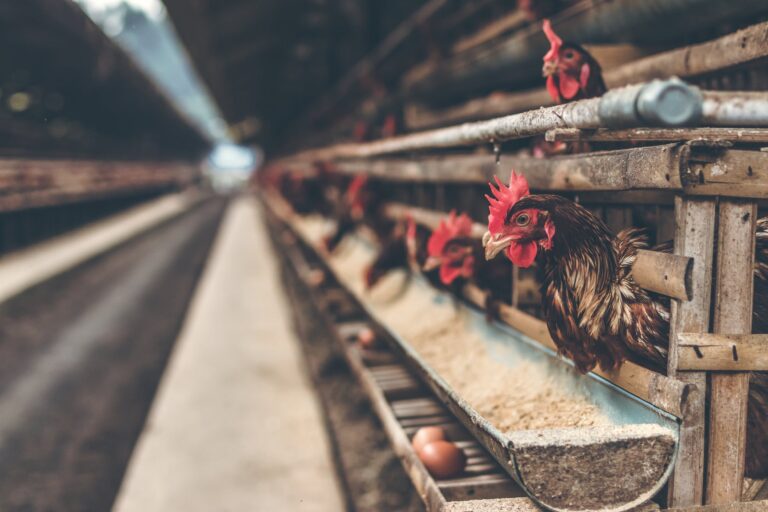 Importance of Poultry Farming Equipment for Your Productivity