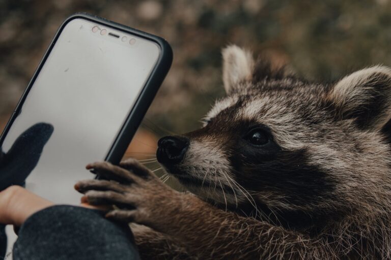 4 Warning Signs You Need to Call Raccoon Removal Services