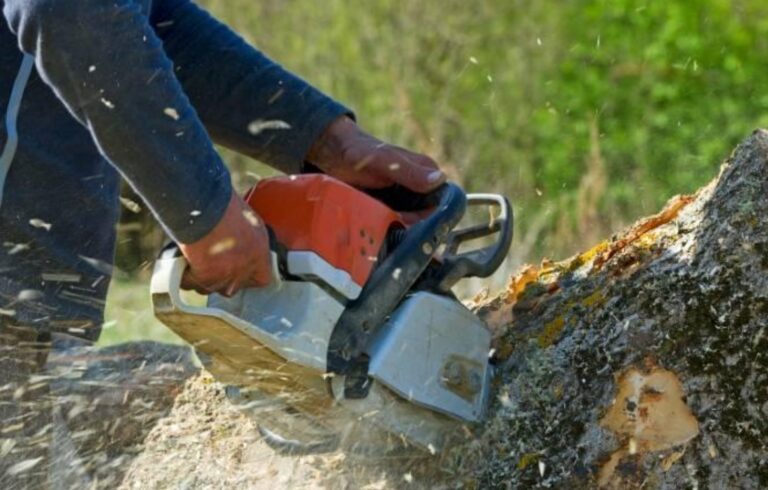 5 Reasons Why Tree Stump Removal Is Crucial (Qualified Advice)