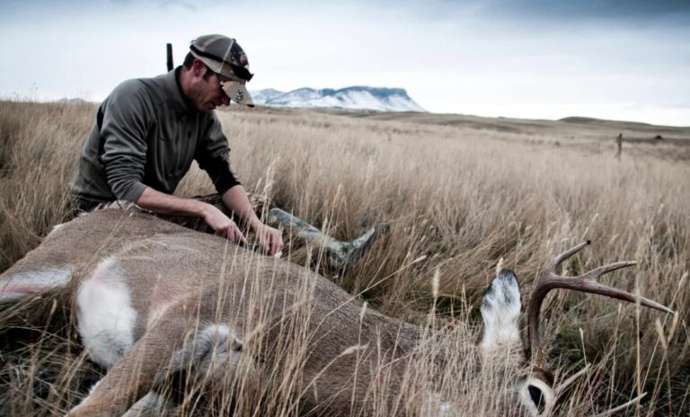 Top 5 Mandatory Tips for Aspiring Elk Hunters to Master