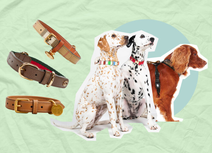 Designer Dog Collars