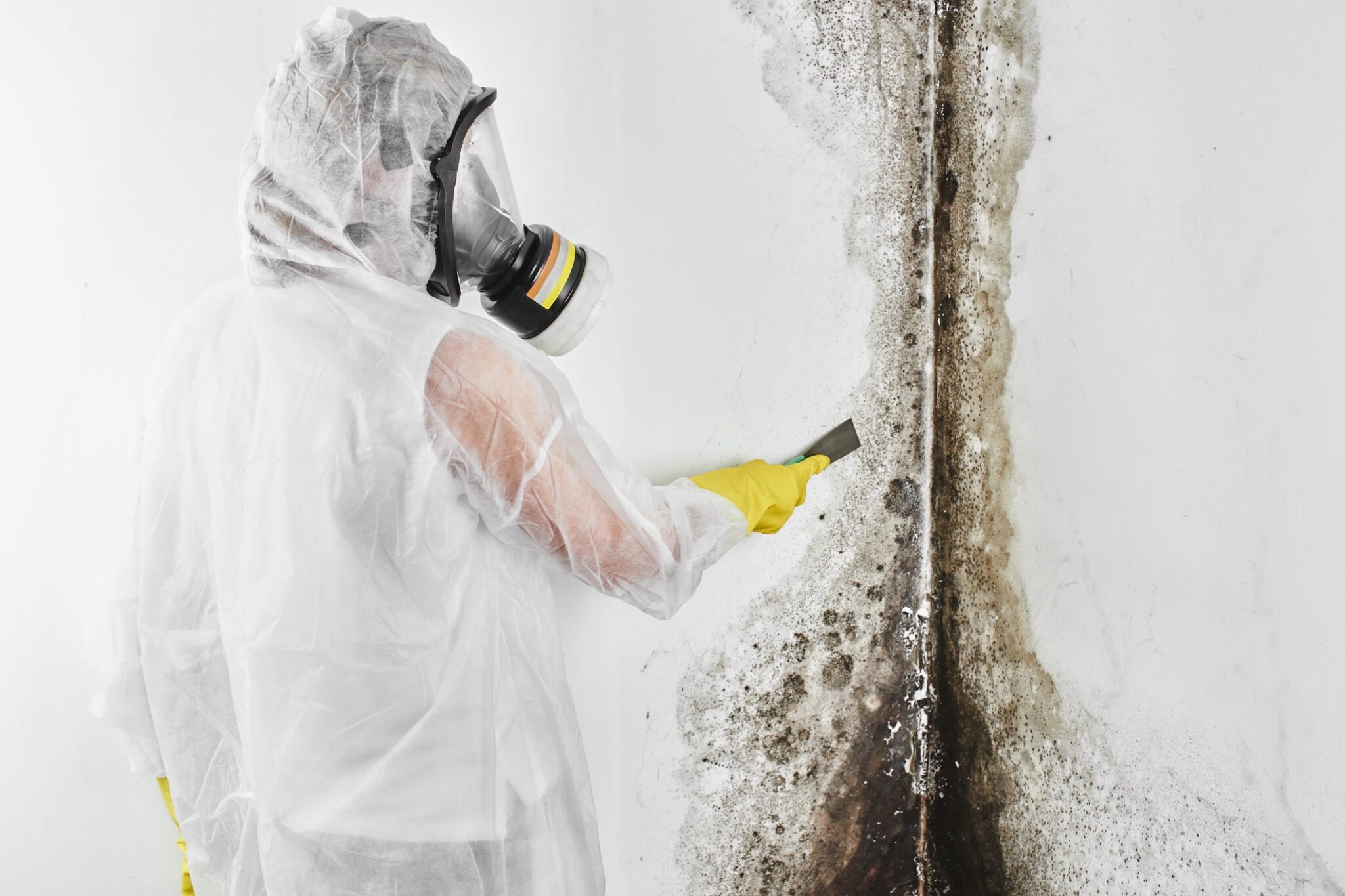 How Much Does Professional Mold Inspection Cost? A Breakdown for